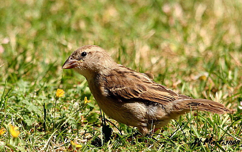 Moineau domestique femelle, identification