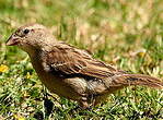 Moineau domestique