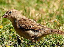 Moineau domestique