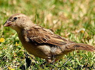 Moineau domestique