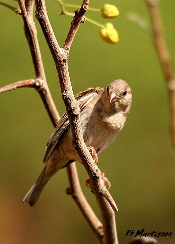 Moineau domestique femelle