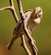 Moineau domestique