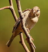 Moineau domestique