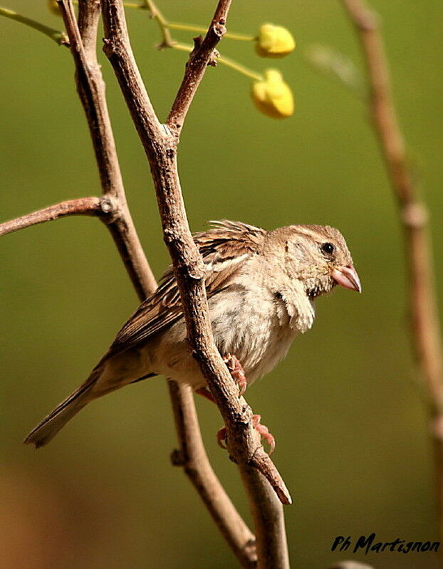 House Sparrow female