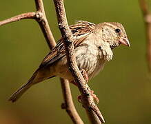 Moineau domestique