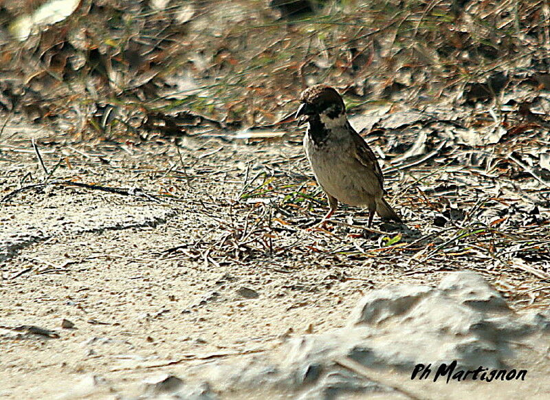 Eurasian Tree Sparrow