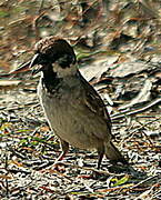 Eurasian Tree Sparrow