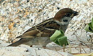 Eurasian Tree Sparrow