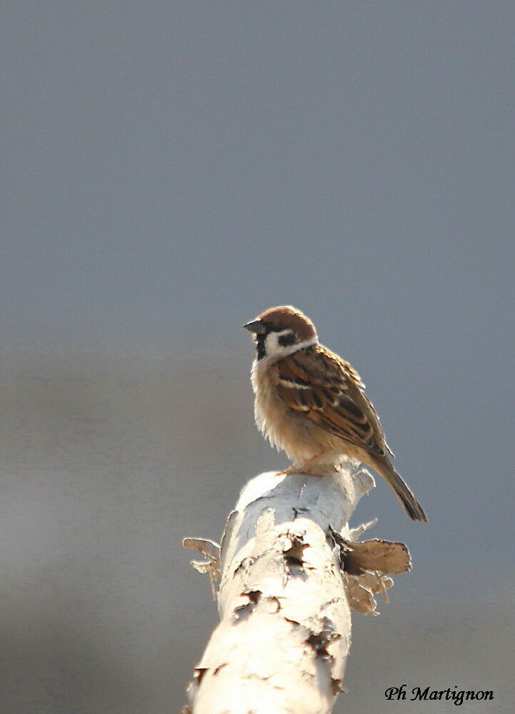 Eurasian Tree Sparrow