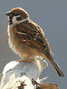 Eurasian Tree Sparrow