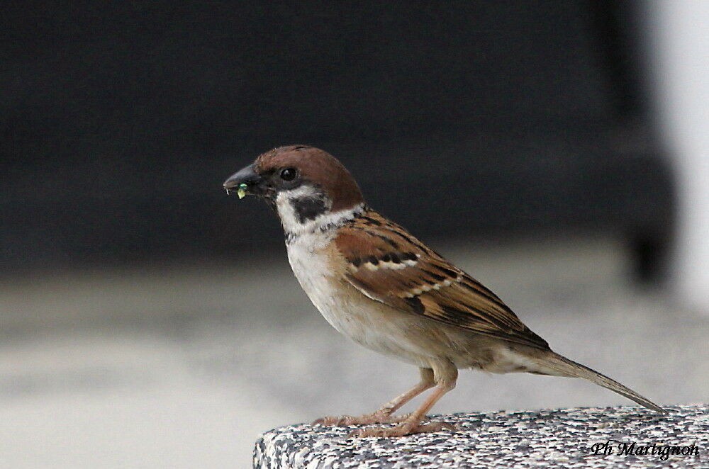 Moineau friquet