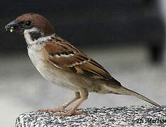 Eurasian Tree Sparrow