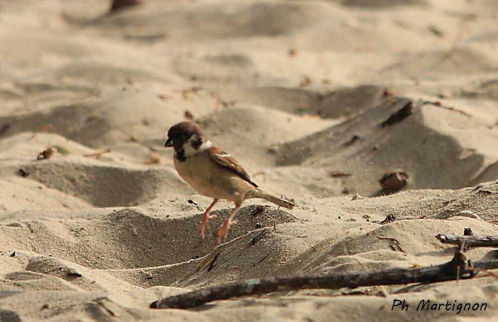 Eurasian Tree Sparrow, identification, walking