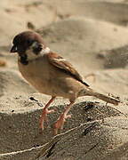 Eurasian Tree Sparrow