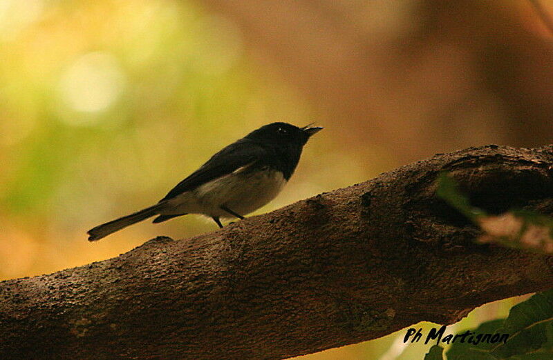 Melanesian Flycatcher