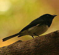 Melanesian Flycatcher