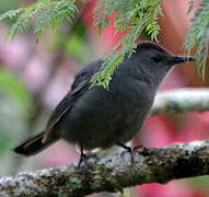 Grey Catbird