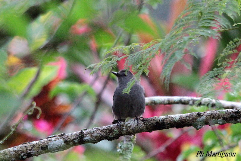 Grey Catbird male