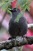 Grey Catbird