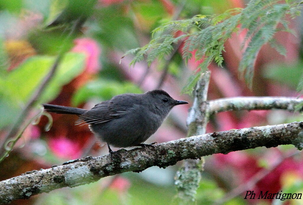 Grey Catbird male