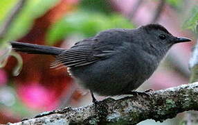 Grey Catbird