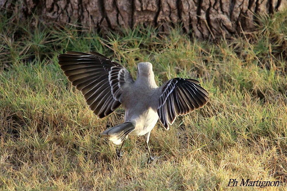 Tropical Mockingbird, identification