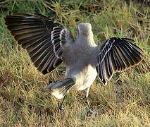 Tropical Mockingbird