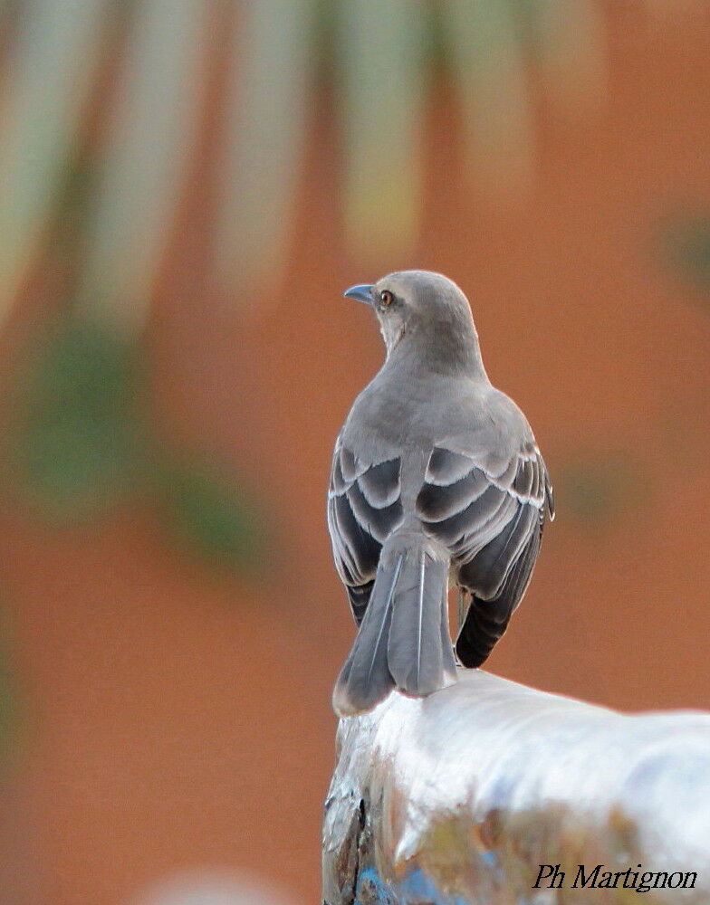 Tropical Mockingbird, identification