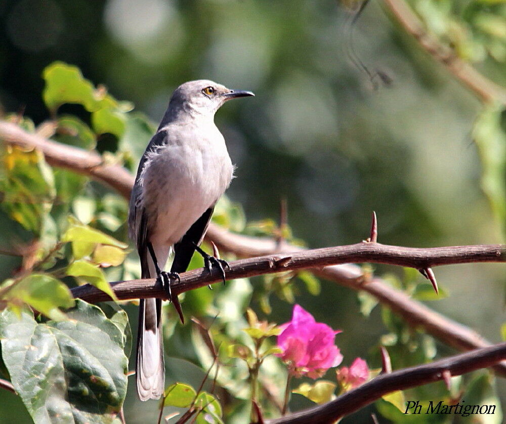 Moqueur des savanes, identification