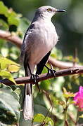 Tropical Mockingbird