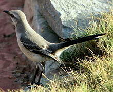 Tropical Mockingbird