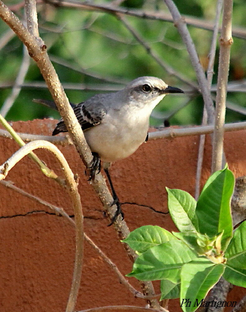 Moqueur des savanes, identification