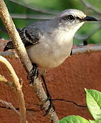 Tropical Mockingbird