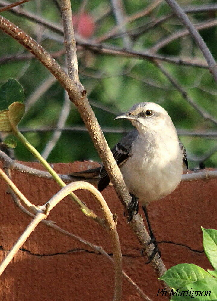 Moqueur des savanes, identification