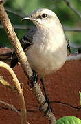 Tropical Mockingbird