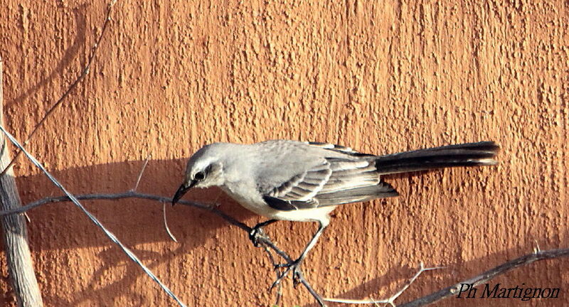 Tropical Mockingbird, identification