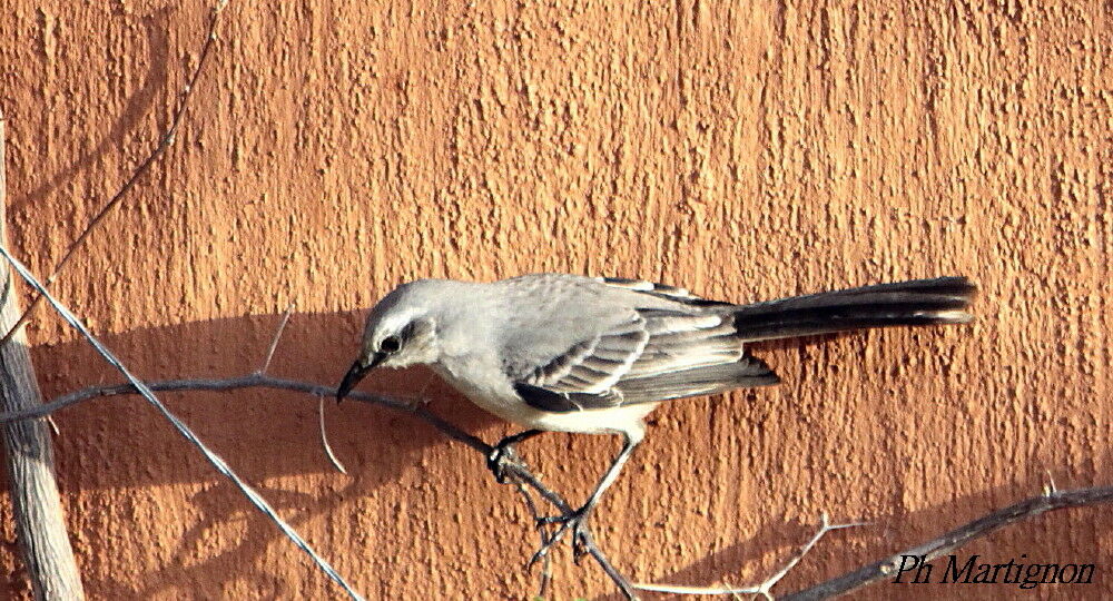 Moqueur des savanes, identification