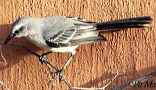 Tropical Mockingbird