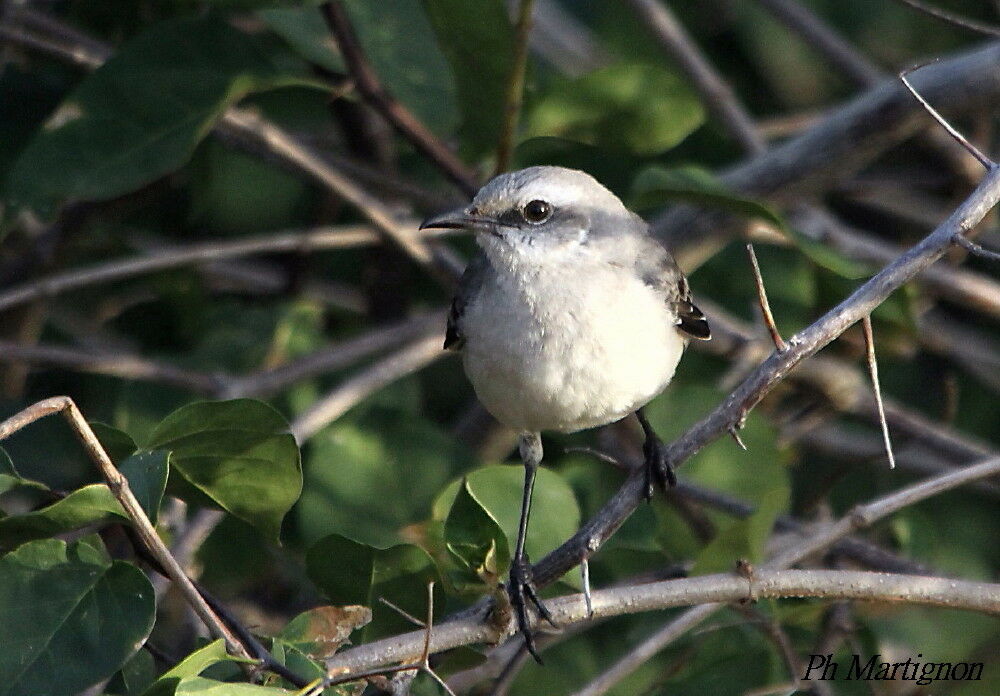 Moqueur des savanes, identification