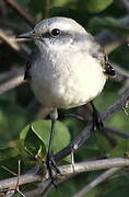 Tropical Mockingbird