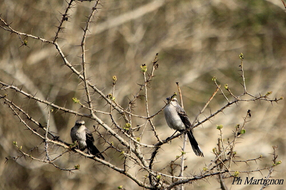 Tropical Mockingbird