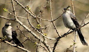 Tropical Mockingbird