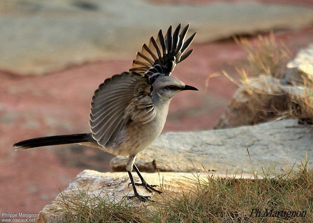 Tropical Mockingbirdadult, identification, courting display, Behaviour