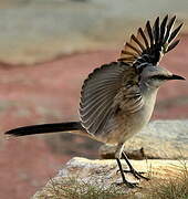 Tropical Mockingbird