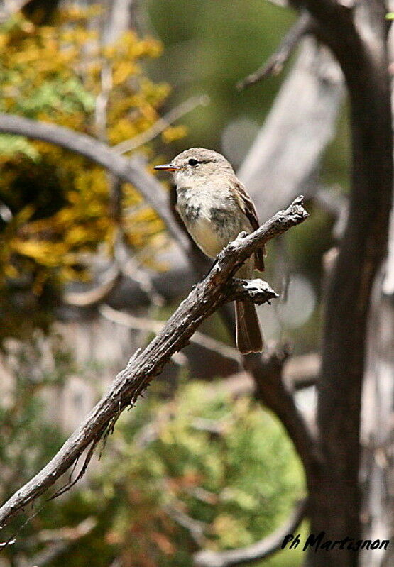 American Grey Flycatcher