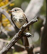 American Grey Flycatcher