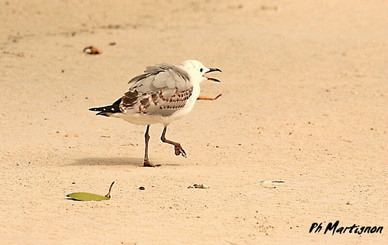 Mouette argentéejuvénile