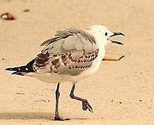 Mouette argentée