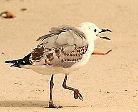 Mouette argentée