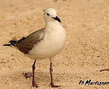 Mouette argentée